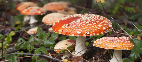 Amanitas - Sputnik Mundo