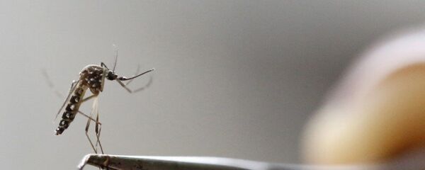 El mosquito Aedes Aegypti - Sputnik Mundo