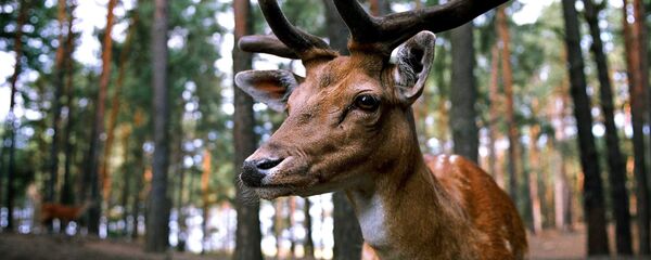 Un ciervo (Archivo) - Sputnik Mundo