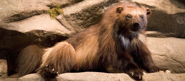 Un glotón (Archivo) - Sputnik Mundo