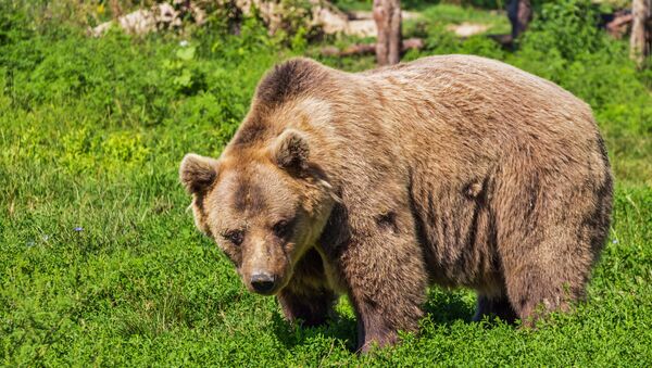 Un oso pardo (Archivo) - Sputnik Mundo