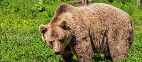 Un oso pardo (Archivo) Un oso pardo (Archivo) - Sputnik Mundo