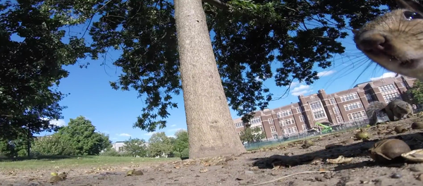 El mundo visto por una ardilla - Sputnik Mundo