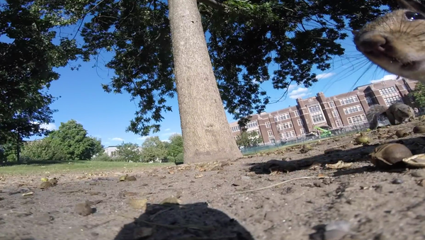 El mundo visto por una ardilla - Sputnik Mundo