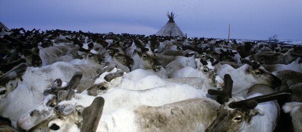 Renos en Siberia - Sputnik Mundo