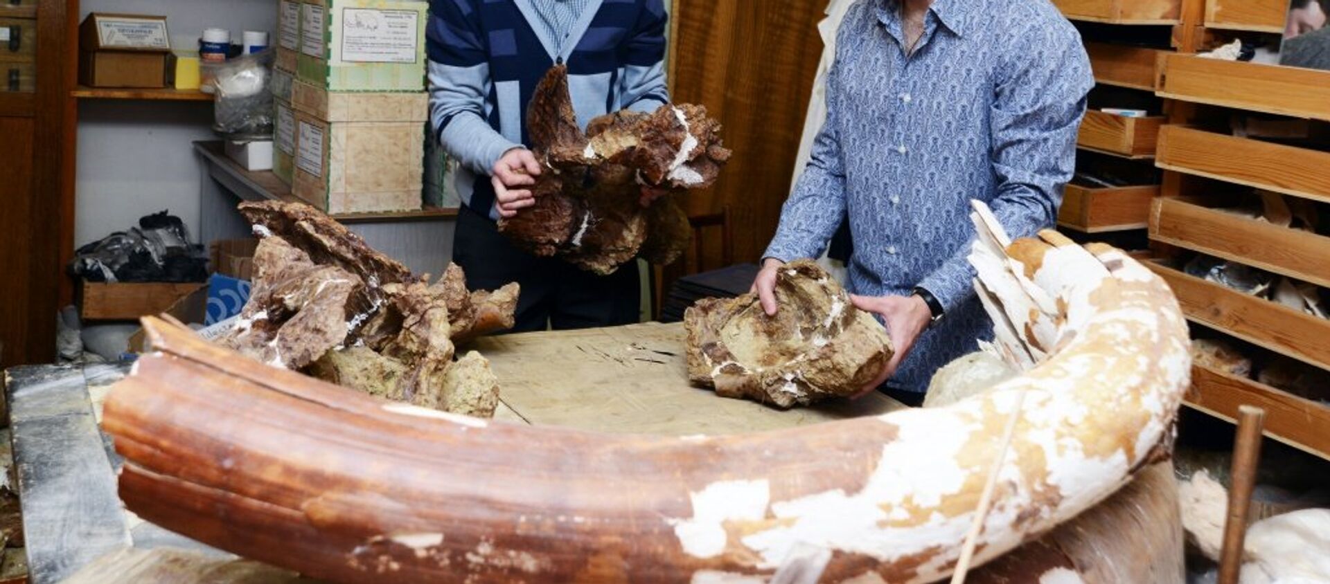 Investigadores rusos han hallado una especie completamente nueva de dinosaurios herbívoros. Investigadores rusos han hallado una especie completamente nueva de dinosaurios herbívoros. - Sputnik Mundo, 1920, 11.08.2016