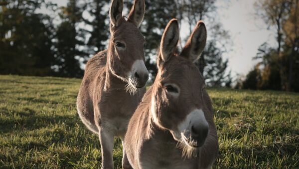 Burros (Archivo) - Sputnik Mundo