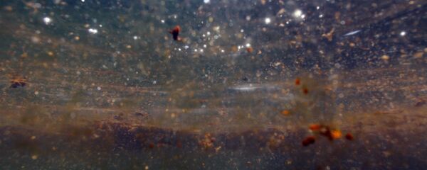 Derrame de petróleo (Archivo) - Sputnik Mundo