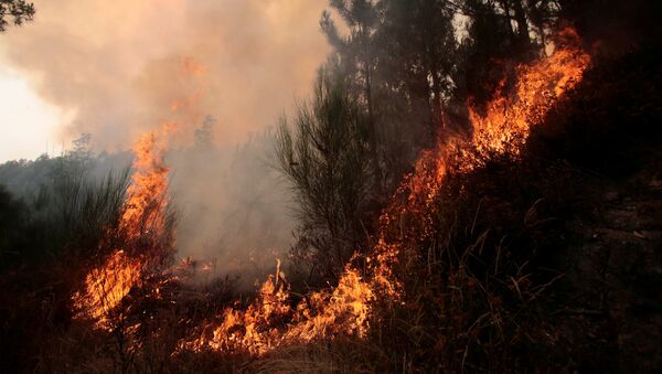 Incendio forestal - Sputnik Mundo