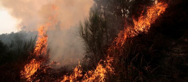 Incendios forestales (archivo) - Sputnik Mundo