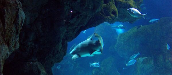 Los peces en el acuario - Sputnik Mundo