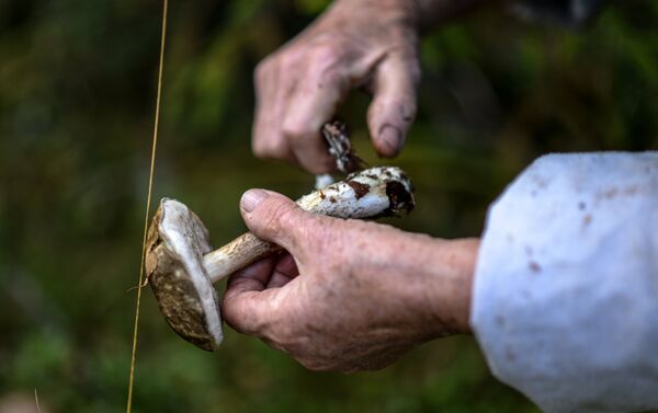 Recogiendo hongos en el bosque - Sputnik Mundo