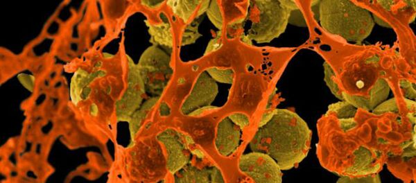 Bacterias (imagen referencial) - Sputnik Mundo