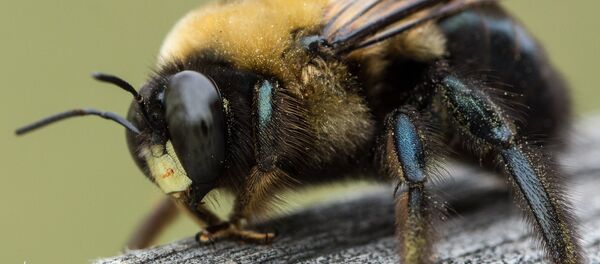 Abeja - Sputnik Mundo