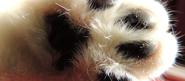 La pata de un gato - Sputnik Mundo