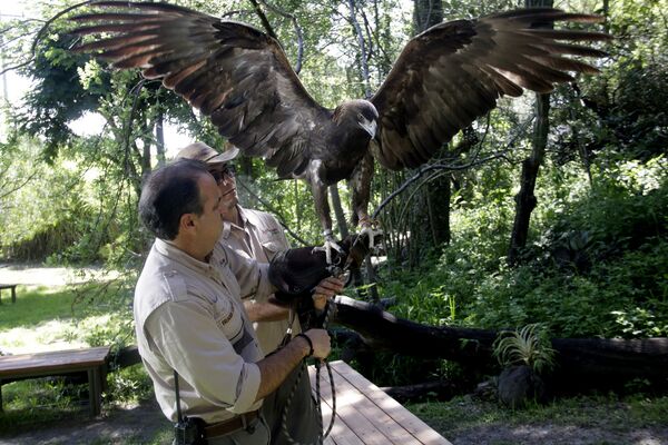 El Águila Real El Águila Real - Sputnik Mundo