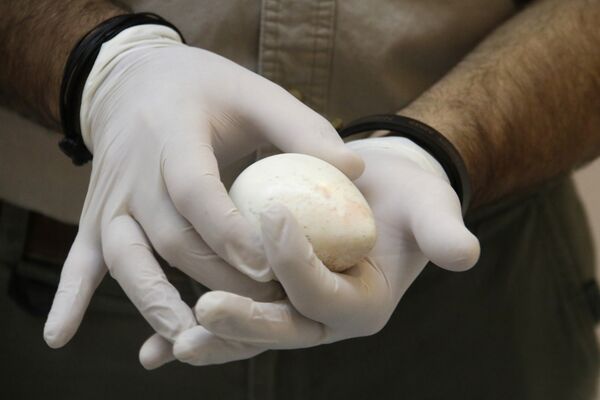 Un huevo del Águila Real Un huevo del Águila Real - Sputnik Mundo