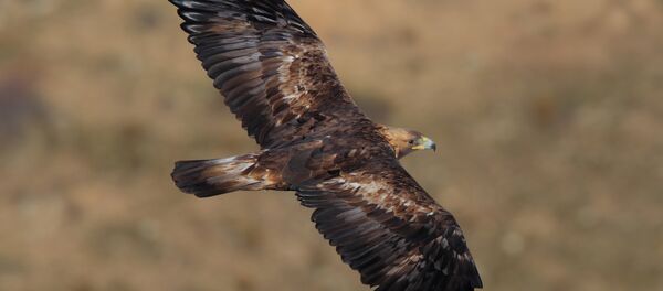 El Águila Real - Sputnik Mundo
