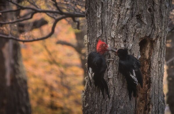 La Patagonia, a través de la mirada de un fotógrafo ruso - Sputnik Mundo