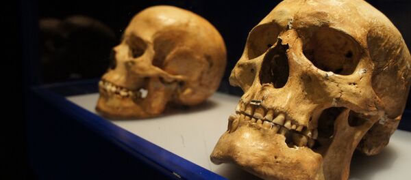 Cráneos en el Museo Histórico de Estocolmo - Sputnik Mundo