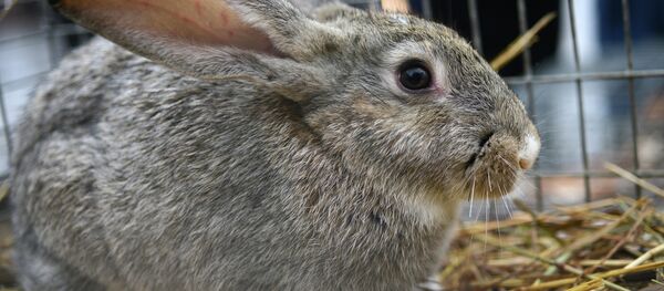Conejo - Sputnik Mundo