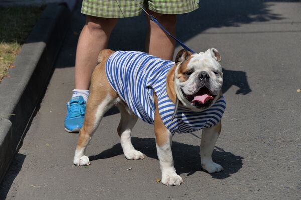Perro en telnyashka  - Sputnik Mundo