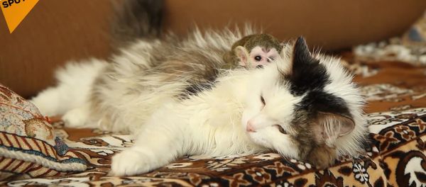 gata rusa adopta a un mono huérfano - Sputnik Mundo
