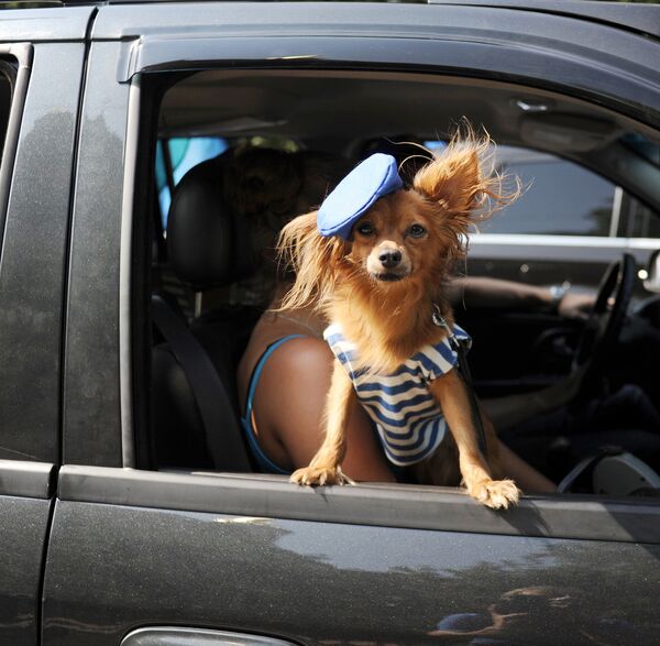 Chihuahua en telnyashka  - Sputnik Mundo