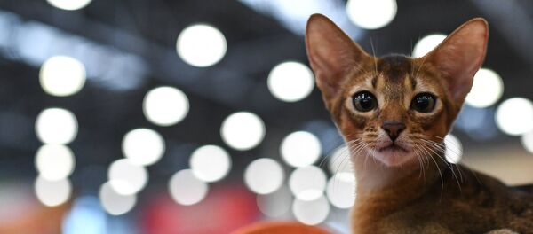 Un gato (Archivo) - Sputnik Mundo