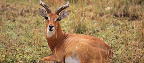 Un antílope Un antílope - Sputnik Mundo