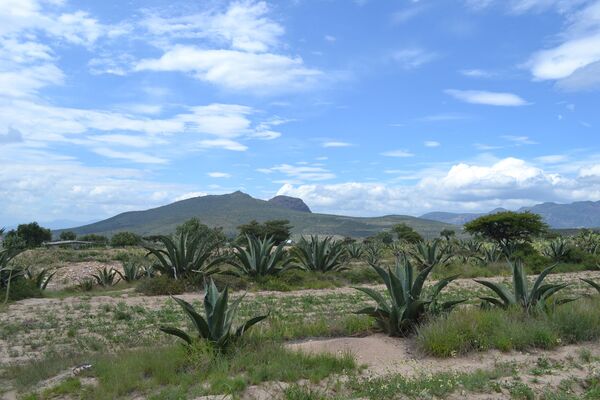 Las plantas de maguey - Sputnik Mundo