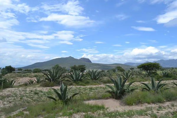 Las plantas de maguey Las plantas de maguey - Sputnik Mundo