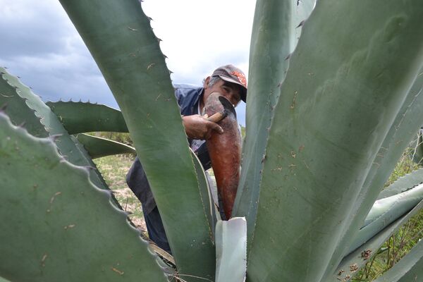 El corazón de maguey - Sputnik Mundo