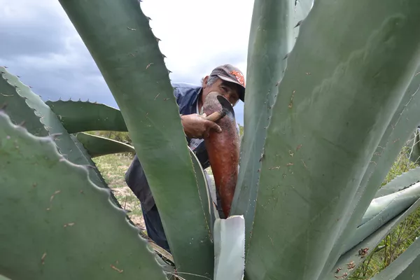 El corazón de maguey El corazón de maguey - Sputnik Mundo