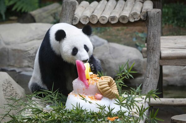 Panda celebra su décimo cumpleaños con un delicioso pastel en un zoo de Malasia - Sputnik Mundo