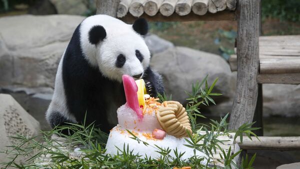 Panda celebra su décimo cumpleaños con un delicioso pastel en un zoo de Malasia - Sputnik Mundo