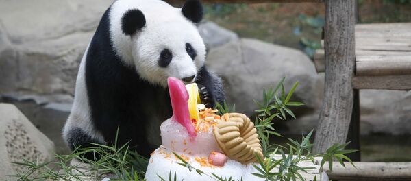 Panda celebra su décimo cumpleaños con un delicioso pastel en un zoo de Malasia - Sputnik Mundo