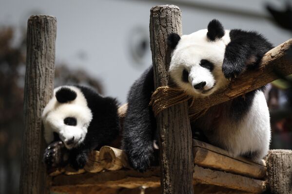 Panda celebra su décimo cumpleaños con un delicioso pastel en un zoo de Malasia - Sputnik Mundo