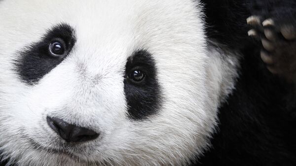 Nuan Nuan, scratches herself during Liang Liang's 10th birthday celebration at the Giant Panda Conservation Center at the National Zoo in Kuala Lumpur, Malaysia, Tuesday, Aug. 23, 2016 - Sputnik Mundo