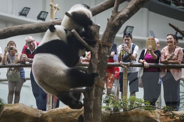 Panda celebra su décimo cumpleaños con un delicioso pastel en un zoo de Malasia - Sputnik Mundo