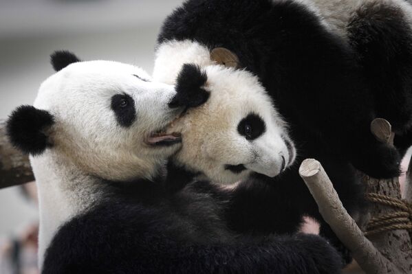 Panda celebra su décimo cumpleaños con un delicioso pastel en un zoo de Malasia - Sputnik Mundo