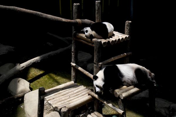 Panda celebra su décimo cumpleaños con un delicioso pastel en un zoo de Malasia - Sputnik Mundo