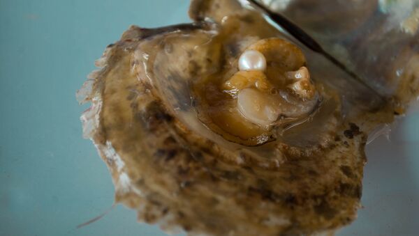 Perla (imagen ilustrativa) Perla (imagen ilustrativa) - Sputnik Mundo