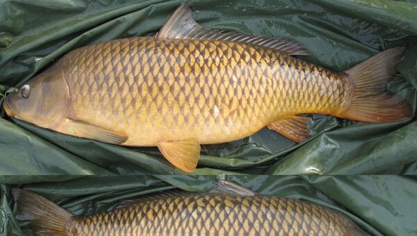 Las carpas - Sputnik Mundo