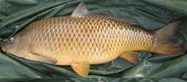 Las carpas - Sputnik Mundo