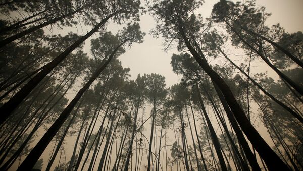 Los pinos después del incendio forestal, Portugal Los pinos después del incendio forestal, Portugal - Sputnik Mundo