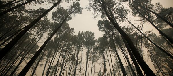 Los pinos después del incendio forestal, Portugal - Sputnik Mundo