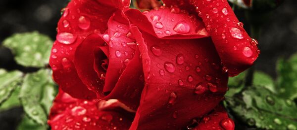 La calidad de las flores ecuatorianas triunfa en el mercado ruso La calidad de las flores ecuatorianas triunfa en el mercado ruso - Sputnik Mundo