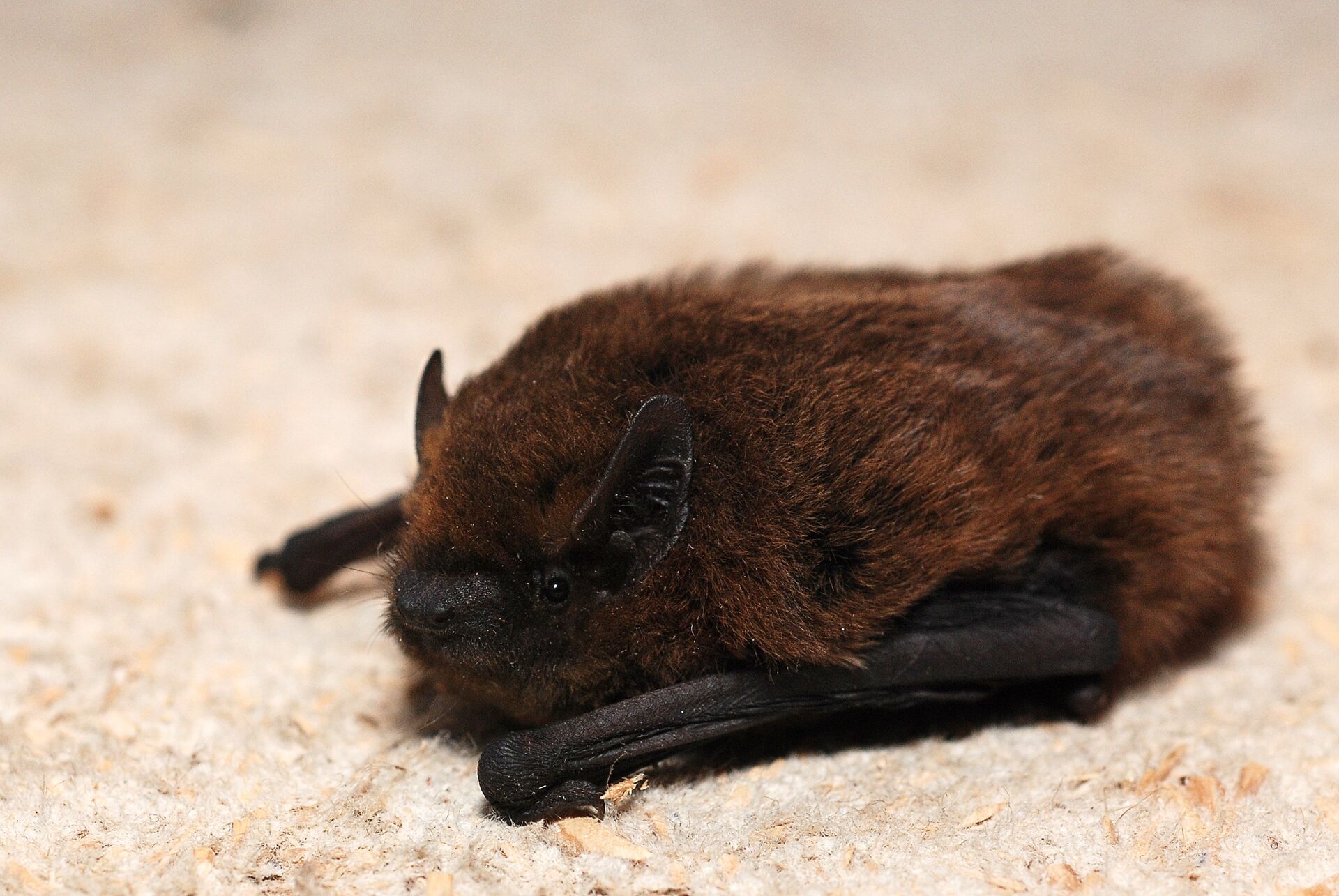 Murciélago pipistrellus - Sputnik Mundo, 1920, 10.08.2023