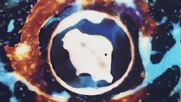 Captura de pantalla del trailer del filme Sistiaga, una historia vasca Captura de pantalla del trailer del filme Sistiaga, una historia vasca - Sputnik Mundo